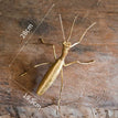 Mantis
