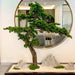 Lifelike Large Artificial Pine Bonsai Tree for Stunning Home and Garden Decor