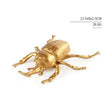 Beetle / PVC