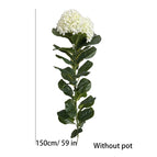 150cm White