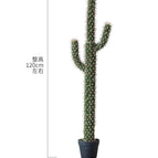 Succulent Rosette