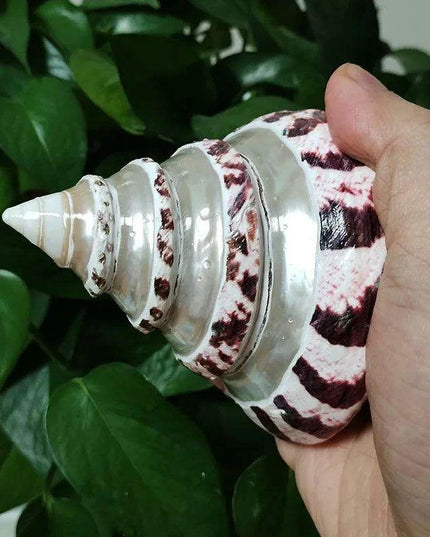 Large Commercial Trochus Shell with Pearl Band