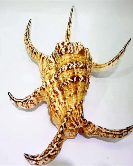 Large Natural Chiragra Spider Conch Shell for Aquarium and Home Decor - Unique Handmade Ornaments