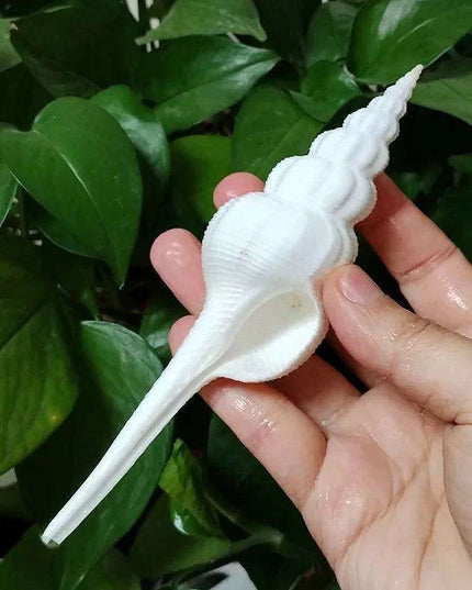 Salisbury's Spindle Conch Shells – Natural Beach Decor for Parties, Aquariums, and Unique Gifts (13-21cm)