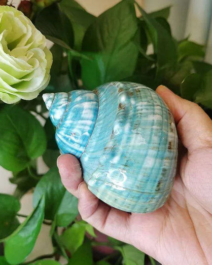 Coastal Charms: Authentic Green Turbo Imperialis Seashells for Elegant Home Decor and Creative Crafts