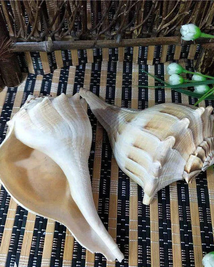 Exquisite Left-Handed Whelk Conch Shell - Unique Busycon Contrarium for Decor and Collecting