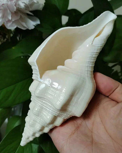 Large Natural Turbinella Angulata Conch Shell (12-20cm)