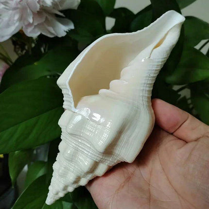 Genuine Indian Shankh Vamavarti Dattatreya Conch Shell