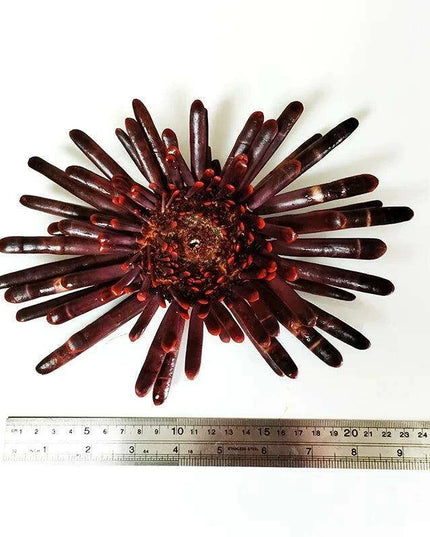 Sunflower-Shaped Large Natural Slate Pencil Urchin Seashells for Coastal Decor