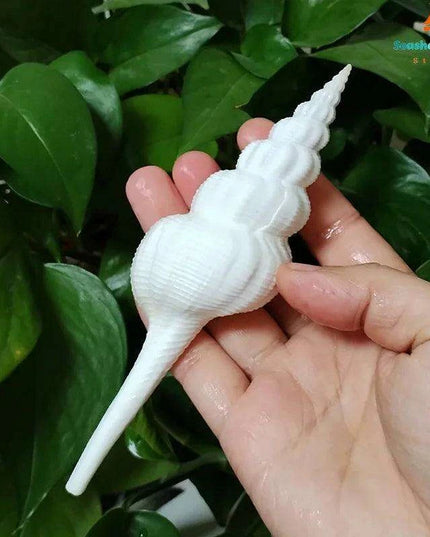 Salisbury's Spindle Conch Shells – Natural Beach Decor for Parties, Aquariums, and Unique Gifts (13-21cm)