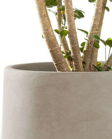 Contemporary Round Concrete Planter Collection with Drainage for Stylish Environments