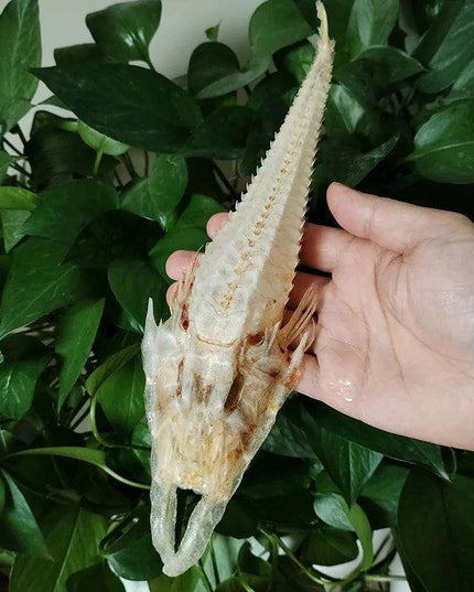Large Authentic Armored Searobin Skull Specimen – Unique Deep Sea Fish Taxidermy Model for Science Education