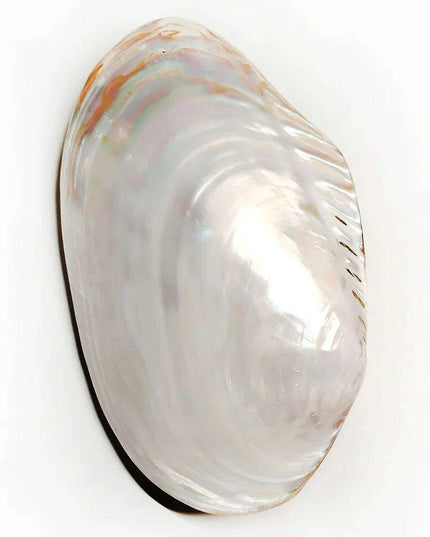 Giant Gleaming Oyster Shell – 20-22CM Natural Mussel Shell