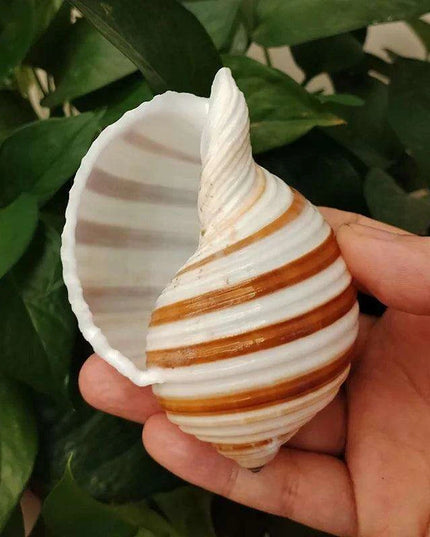 Striped Conch Harpa Seashell - Authentic Natural Decor Piece