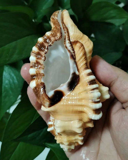 Vibrant Yellow-Orange Triton Conch Shell with Unique Black Patterns for Aquatic Decor and Photography