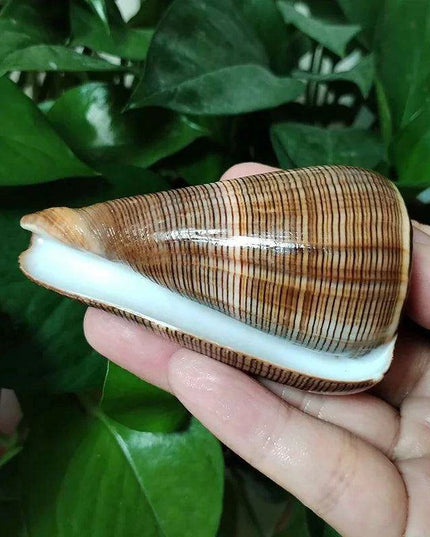 Elegant Gold-Infused Conus Striatus Shell - Ideal for Aquatic Decor, Hermit Crab Habitats, and Special Celebrations