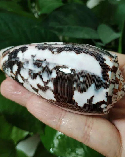 Coastal Artisan Handcrafted Conch Shell Snail - Decorative Home Accent 8CM-10CM