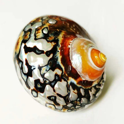 Brown Jade Turbo Seashells from South Africa - Ideal Homes for Hermit Crabs and Elegant Decorative Touches