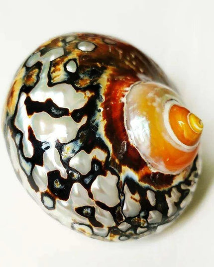 Brown Jade Turbo Seashells from South Africa - Ideal Homes for Hermit Crabs and Elegant Decorative Touches