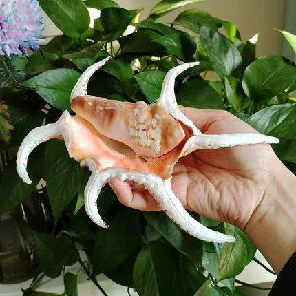Extra Large Chiragra Spider Conch Shells - Distinctive Nautical Home Decor for Creative Projects (17-20CM)