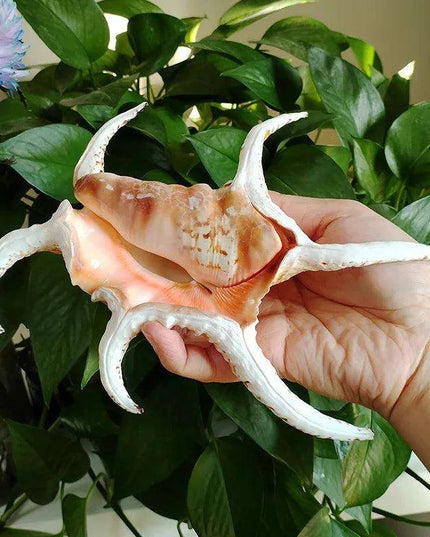 Extra Large Chiragra Spider Conch Shells - Distinctive Nautical Home Decor for Creative Projects (17-20CM)