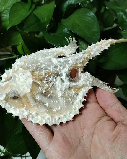 Genuine Deep Sea Handfish Skull Replica - Distinctive Taxidermy Specimen for Educational Purposes and Display - 15 CM