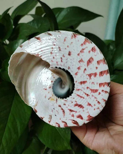 Majestic Zebra Conch Shell – Large 9-10CM Coastal Decor