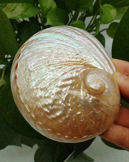 Vibrant Red Abalone Shell Art: Coastal Decor for Homes and Aquariums