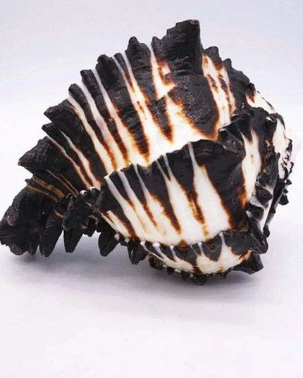 Black Zebra Murex Conch Shell - 10-12 cm Decorative Natural Specimen for Home and Aquarium Decor