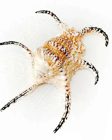 Extra Large Chiragra Spider Conch Shells - Distinctive Nautical Home Decor for Creative Projects (17-20CM)