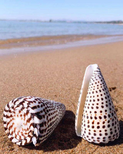 Leopard Cone Shell Décor - Authentic Lithoconus leopardus with Striking Black Spot Detailing