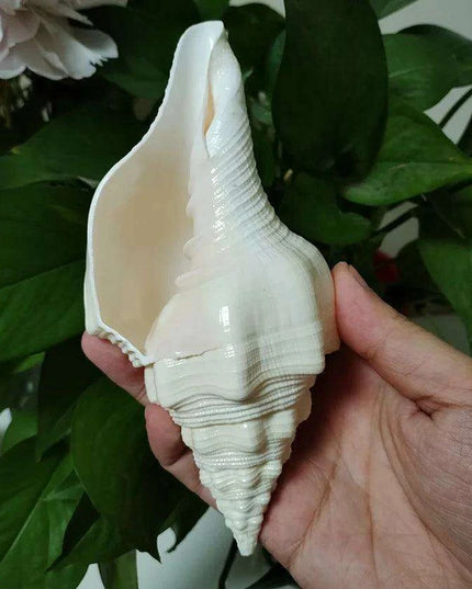 Large Natural Turbinella Angulata Conch Shell (12-20cm)