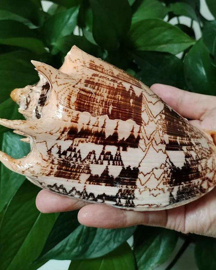 Elegant Imperial Volute Seashell Cymbiola Imperialis - Perfect for Coastal Decor, Weddings, and Oceanic Displays