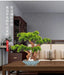 Prosperity Emblem Chinese Pine Bonsai - A Luxurious Symbol of Wealth and Abundance