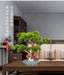 Chinese Pine Prosperity Bonsai Plant - Handcrafted Symbol of Good Fortune