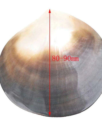 Elegant Black Butterfly Seashell - Stunning Coastal Decor Accent