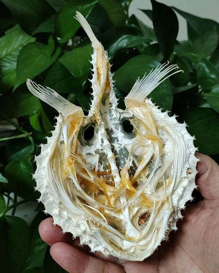 Genuine Starry Handfish Skull Specimen - 15 CM Deep-Sea Taxidermy Model for Education and Display