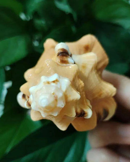 Vibrant Yellow-Orange Triton Conch Shell with Unique Black Patterns for Aquatic Decor and Photography