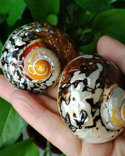 Brown Jade Turbo Seashells from South Africa - Ideal Homes for Hermit Crabs and Elegant Decorative Touches