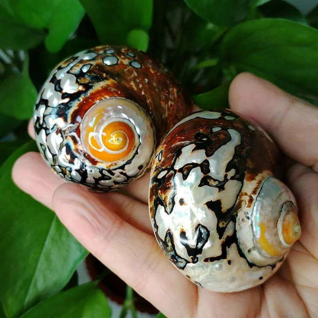 Brown Jade Turbo Seashells from South Africa - Ideal Homes for Hermit Crabs and Elegant Decorative Touches