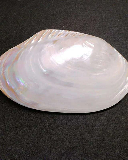 Giant Gleaming Oyster Shell – 20-22CM Natural Mussel Shell