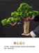 Chinese Pine Prosperity Bonsai - Handcrafted Symbol of Wealth and Fortune