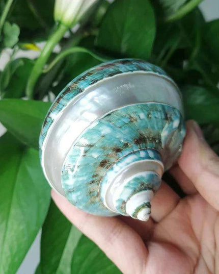 Exquisite Natural Green Turban Seashells - 9-12cm Authentic Turbo Imperialis