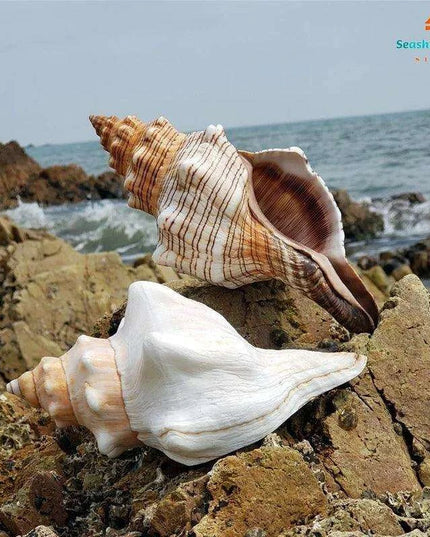 Seaside Elegance Natural Shell Trapezium Horse Conch Decor for Aquariums and Special Events
