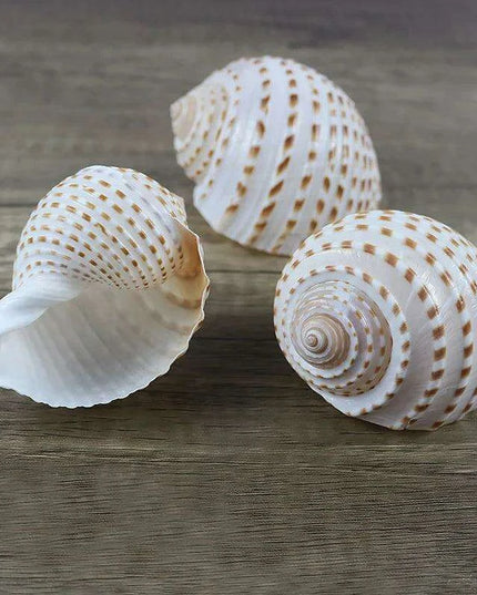 Coastal Charm Natural Spotted Turbo Seashells for Hermit Crabs & Home Decor (8-10cm)