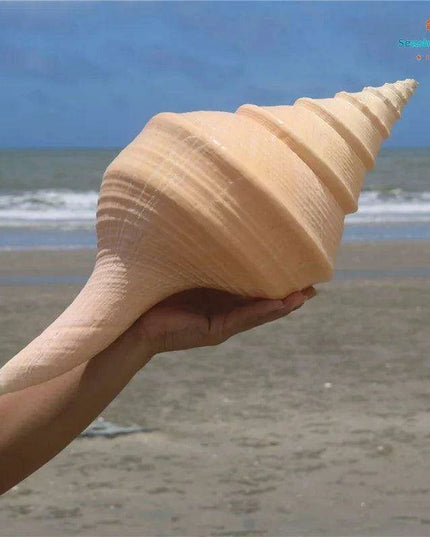 Oceanic Splendor: Australian Trumpet Shell for Unique Home Decor and Creative Projects