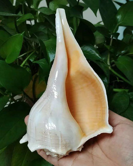 Exquisite Left-Handed Whelk Conch Shell - Unique Busycon Contrarium for Decor and Collecting