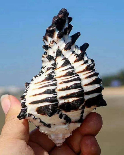 Black Zebra Murex Conch Shell - 10-12 cm Decorative Natural Specimen for Home and Aquarium Decor