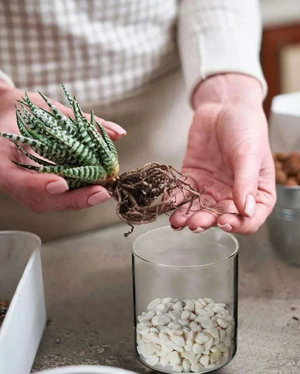 Elegant 24-Piece Borosilicate Glass Cylinder Vase Set: Three Size Options for Versatile Decor