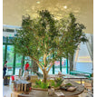 Tree 2.8 m high